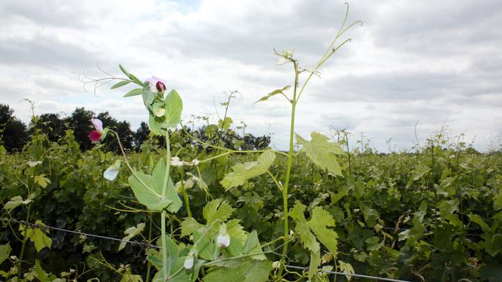 domaine emile grelier biodiversitaet bea