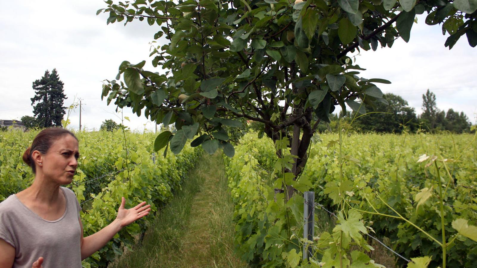 domaine emile grelier delphine vinet bea