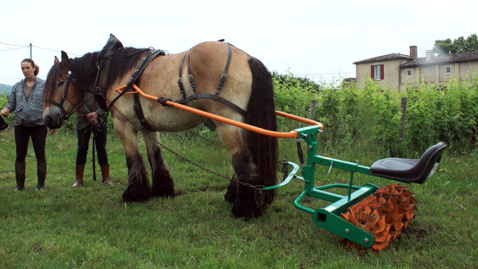 laclotte pferd anhaenger bea