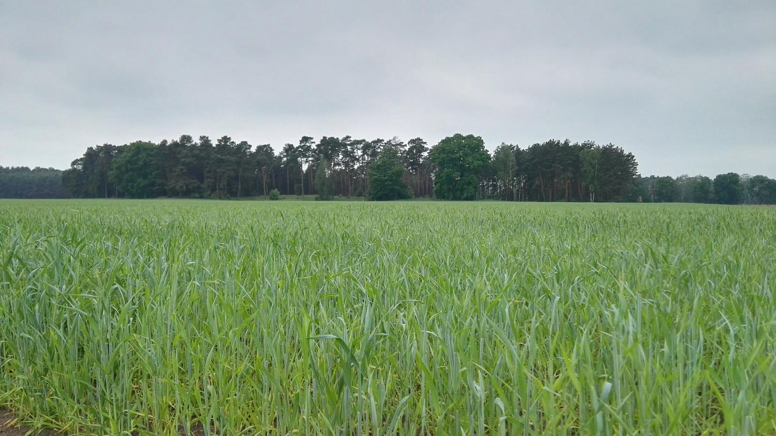 roggenfeld