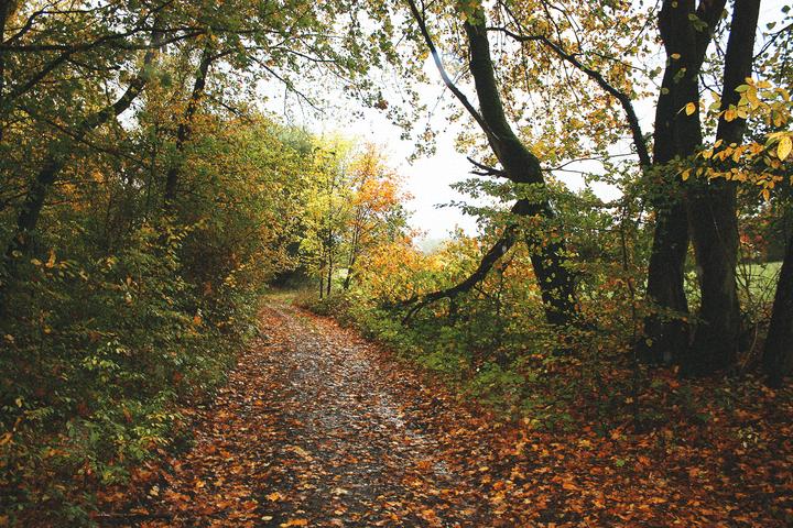 wald