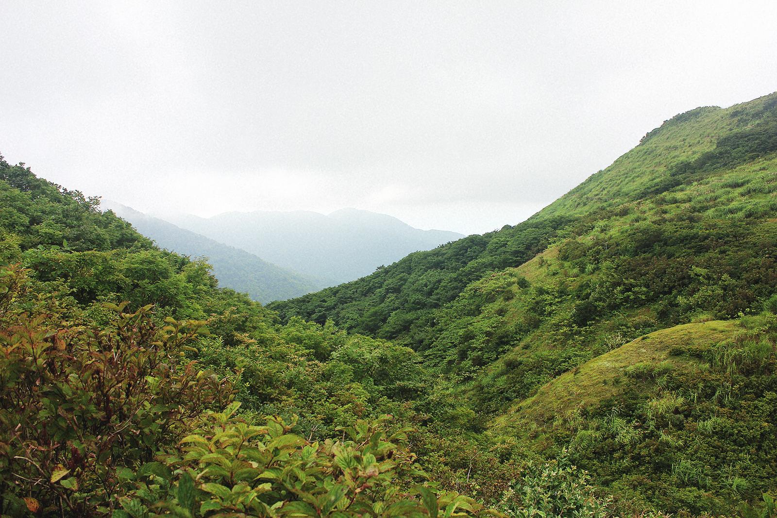 Donden Grün