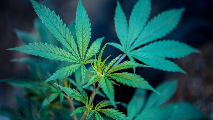 Marihuana LL05052019