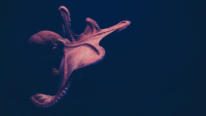 Oktopus LL 290919