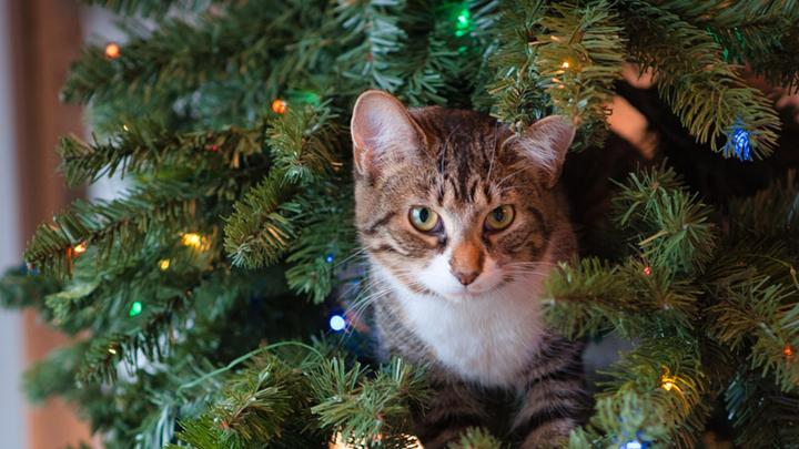 wundertree