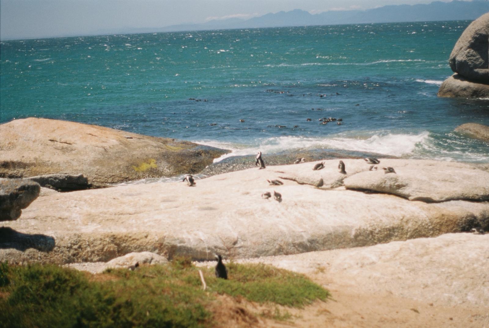 Water Works 3 Pinguine Simons Town