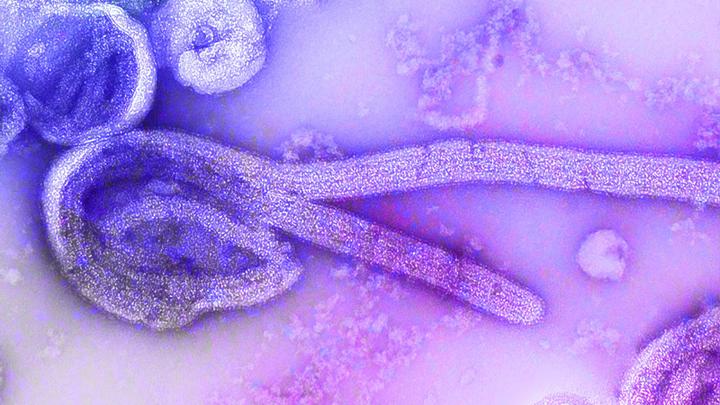 ebola