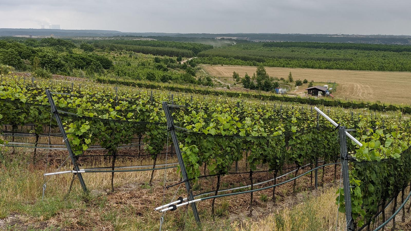 weinberg