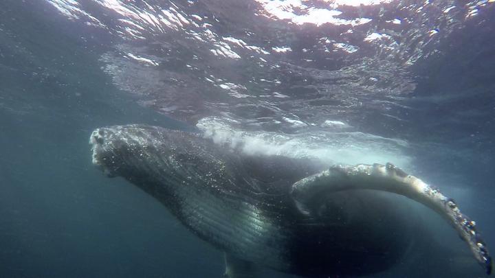 Sardine Run 3