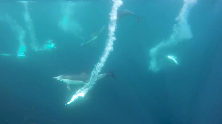 Sardine Run 4