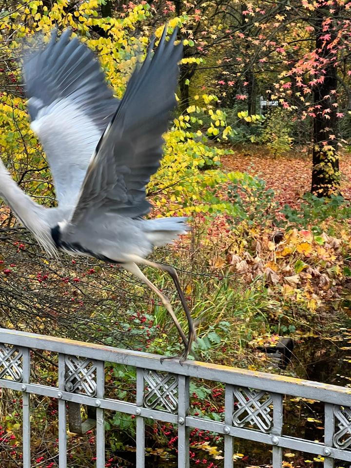 Hängengeblieben 2021 Vogel im Tiergarten