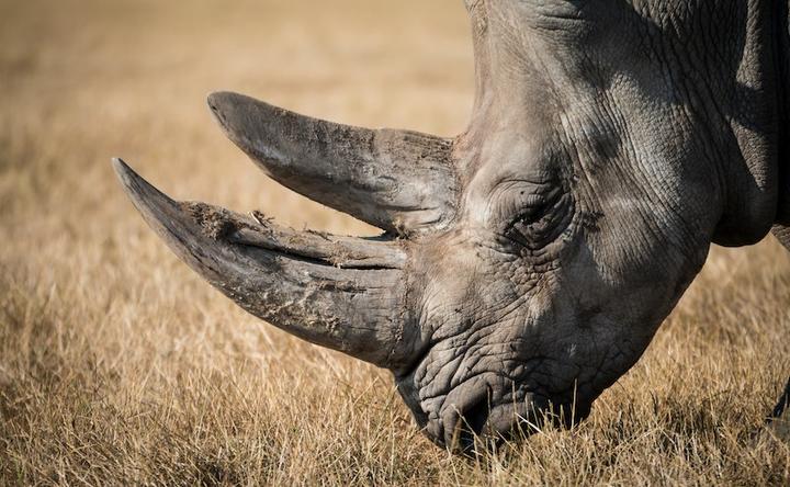 Nashorn LL17042021
