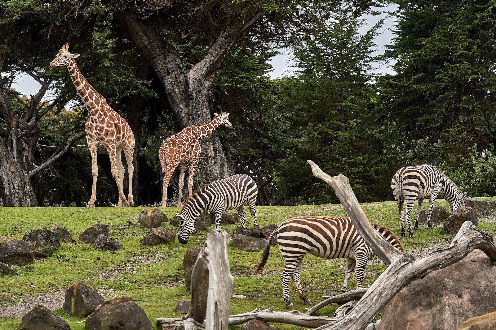 FF220122 zoo