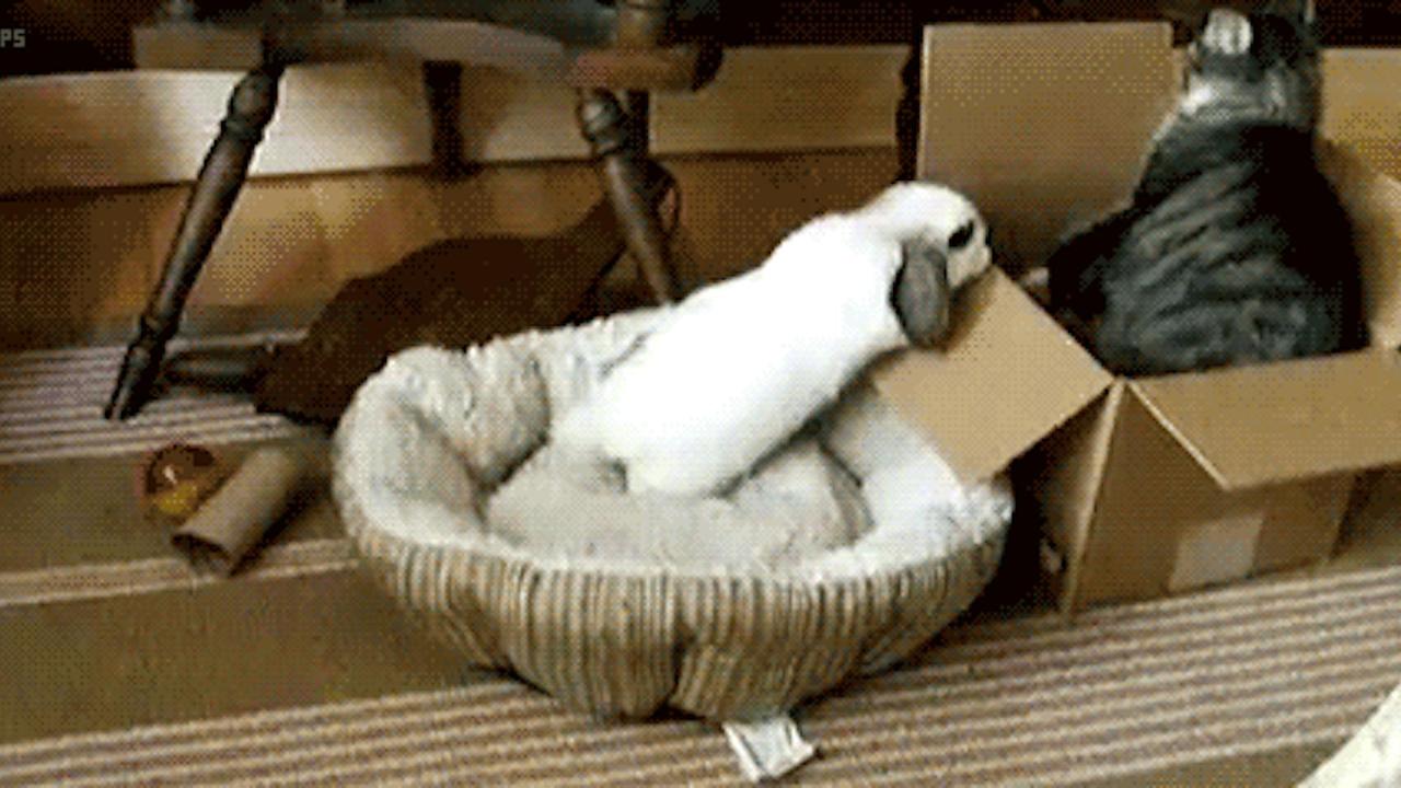 Bunnycat
