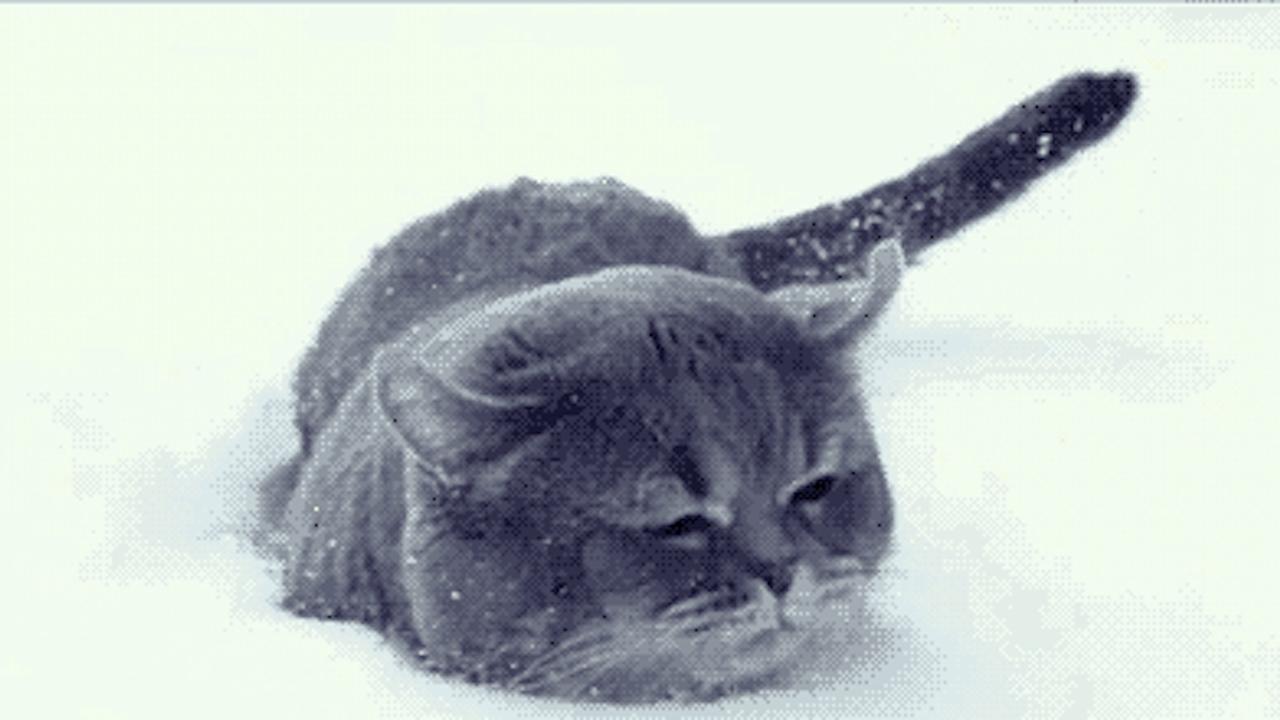 Lolcat1