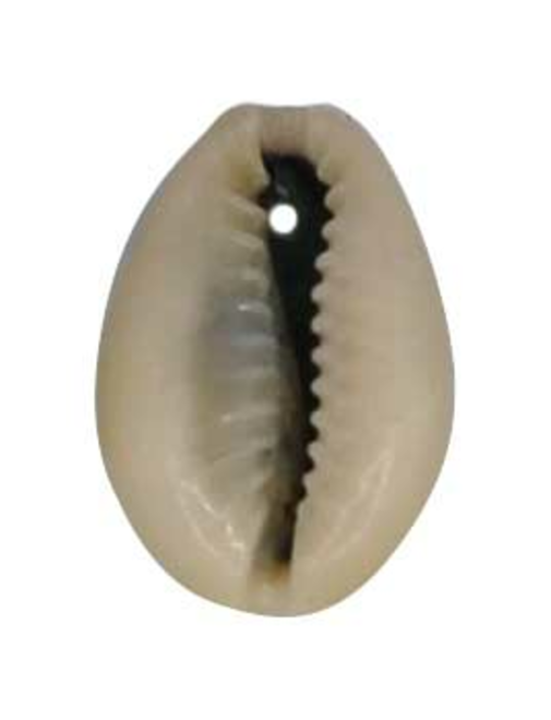 Natural shell with hole | AyB Hislabor