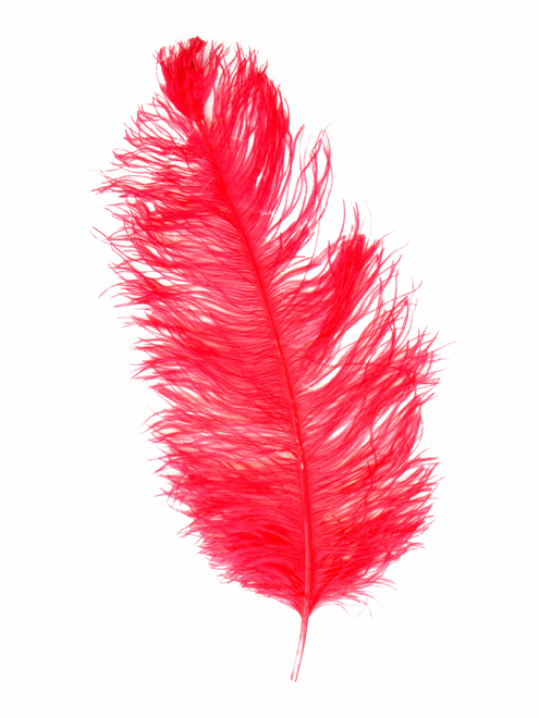 Pluma avestruz Male Wing | AyB Hislabor