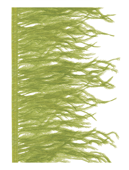 Ostrich extra fringe | AyB Hislabor