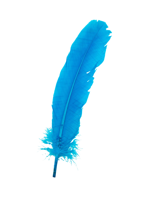 Pluma de pavo tintada | AyB Hislabor