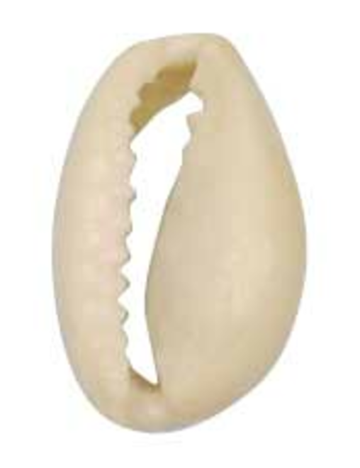 Natural cut shell | AyB Hislabor