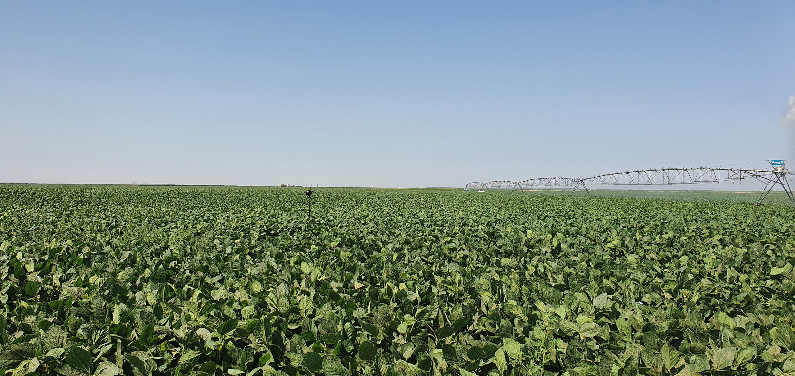 A lush field of crops.