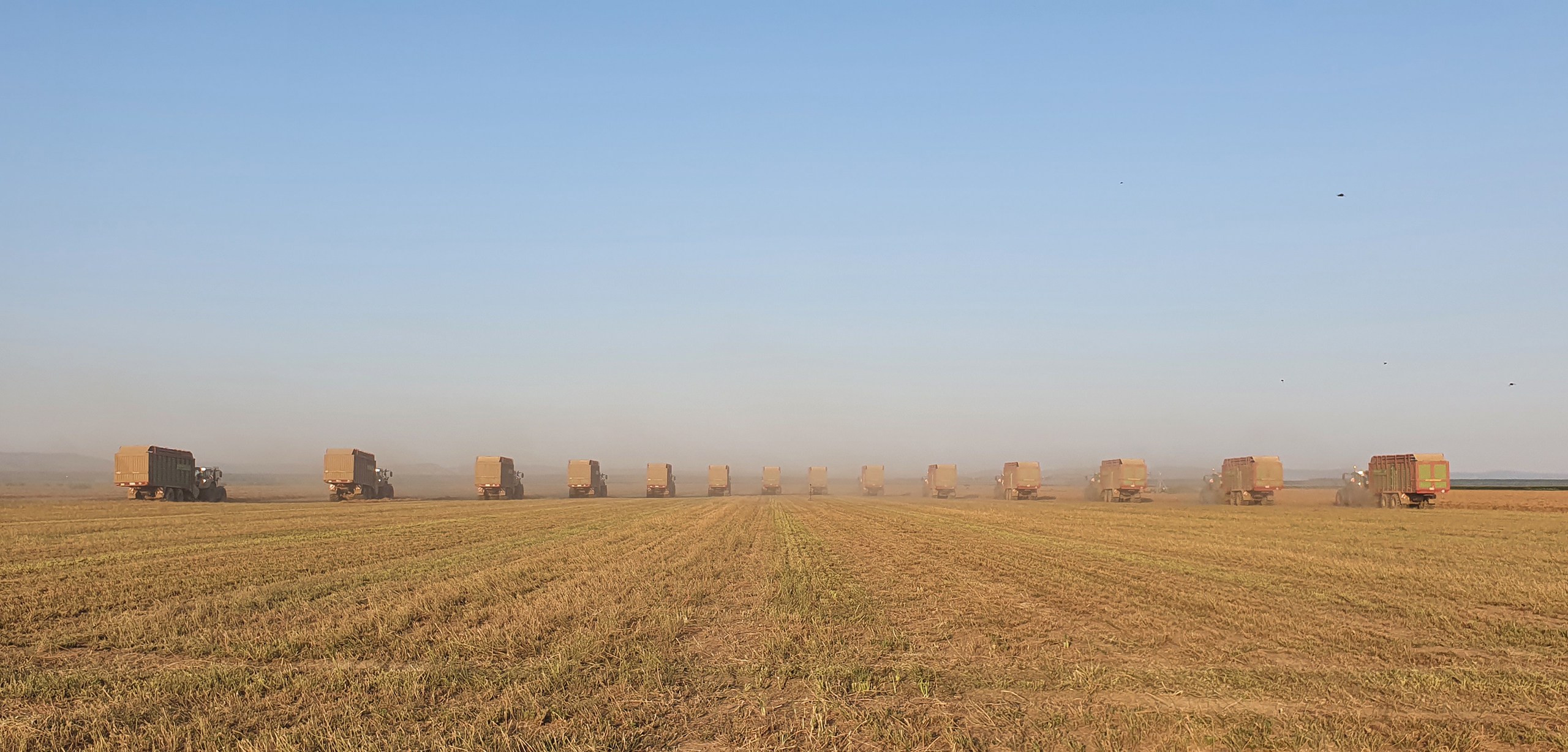 A serene agricultural scene showing multiple tractors pulling hay balers in a row across a field, creating plumes of dust in the early morning light, with clear blue skies above.
