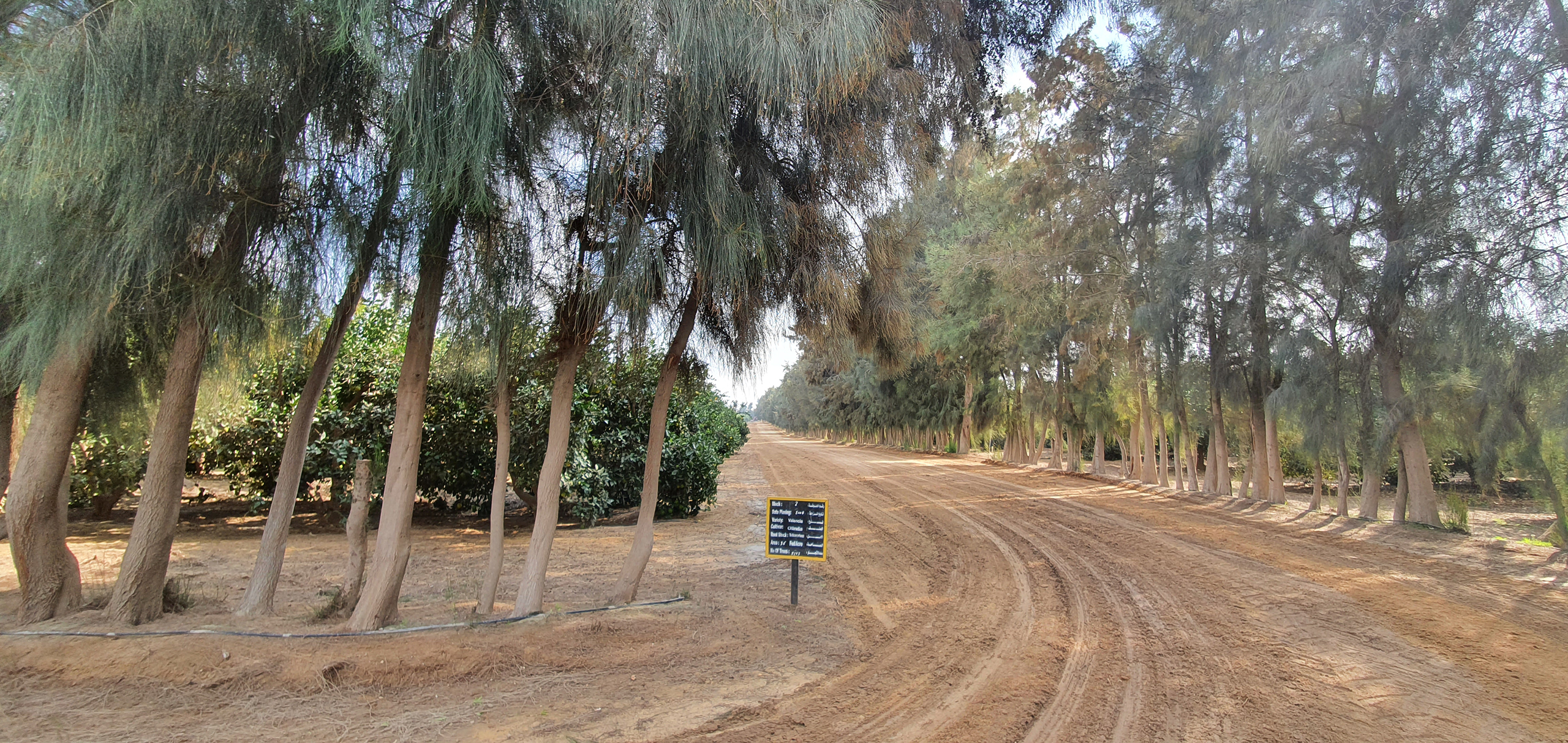 A dirt road flanked by tall, wind-swept trees leading through an agricultural or rural area. An informational sign stands at the side of the road, suggesting the road is part of a designated route or tour.