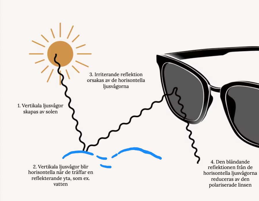 Polarisering förklarad i bild; först skapas vertikala ljusvågor av solen, dessa vågor blir horisontella när de reflekteras på en bländande yta, denna reflektion irriterar ögonen och begränsar synen, polariserade solglasögon bryter dessa horisontella vågor innan de når ögonen