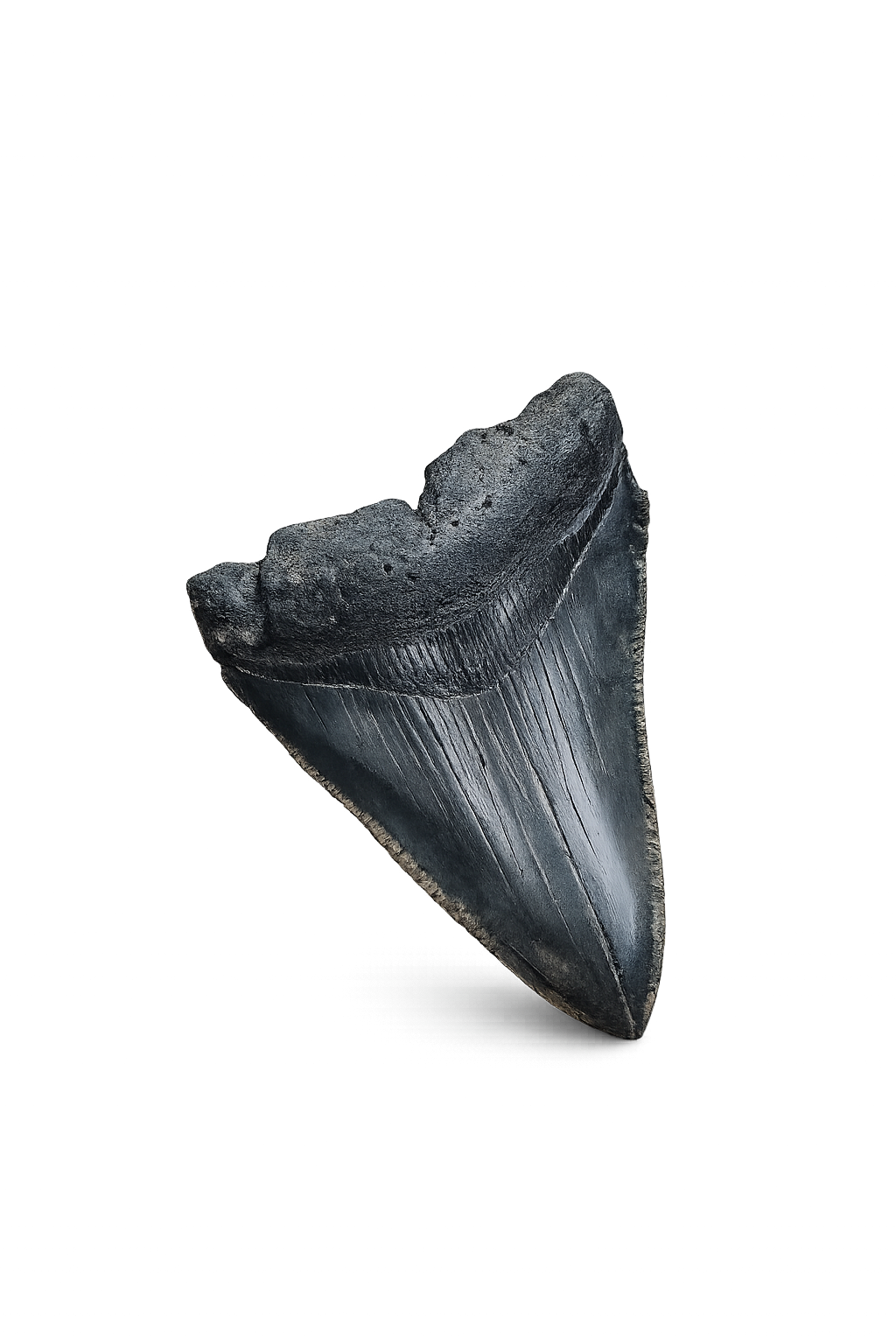 Megalodon – Fossil