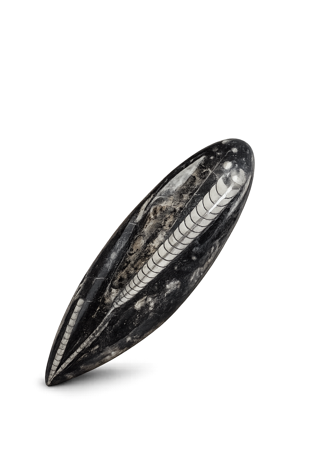 Ortoceratit – Fossil