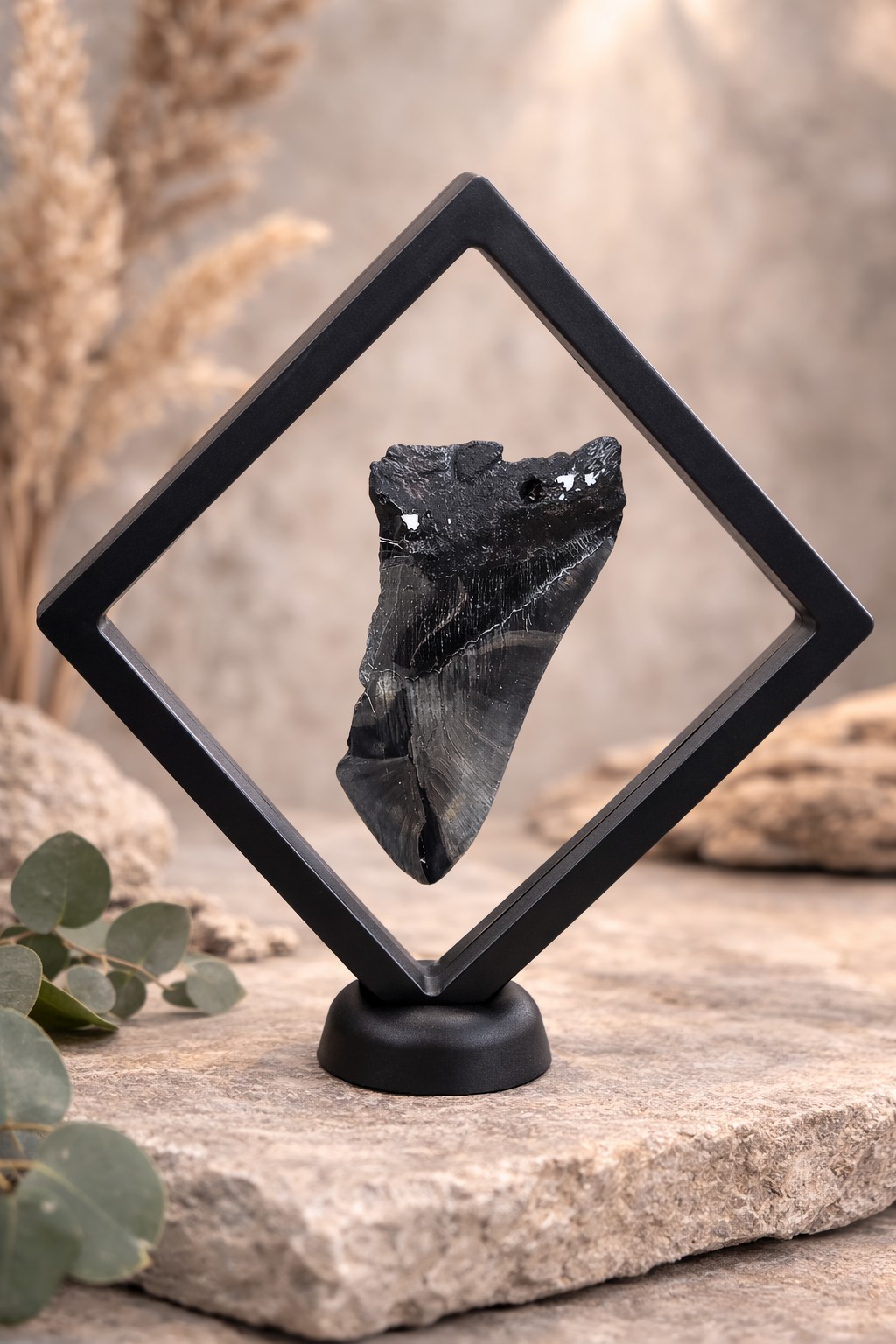 Megalodon fossil och tand från den utdöda jättehajen
