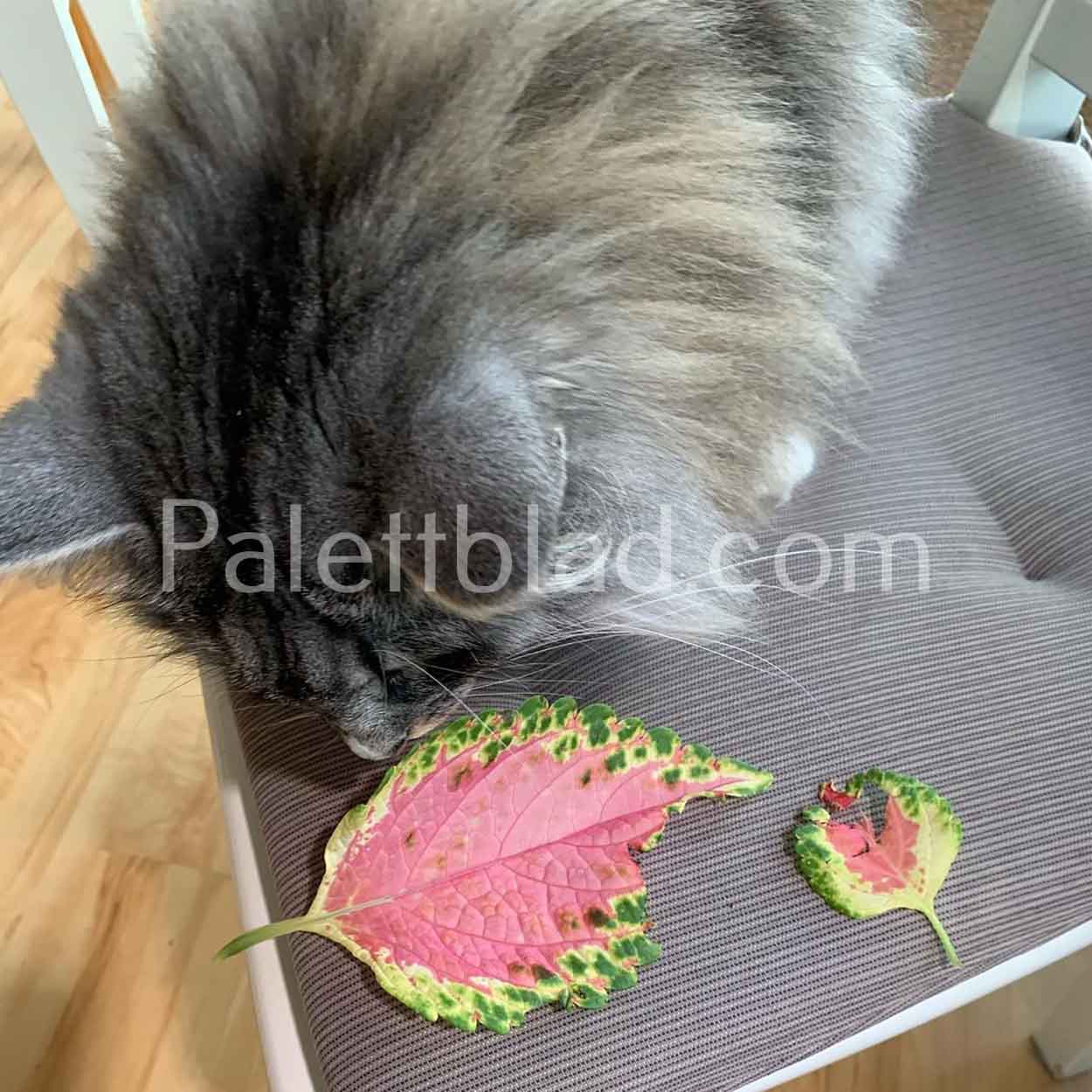 Är palettblad giftig för katt?
