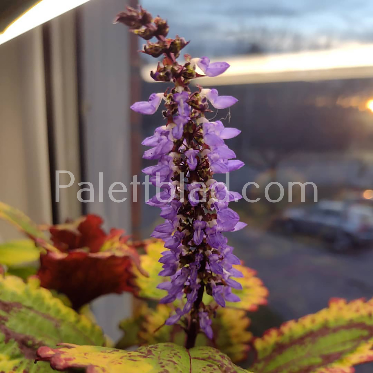 Palettblad som blommar med blomknoppar som nyps bort
