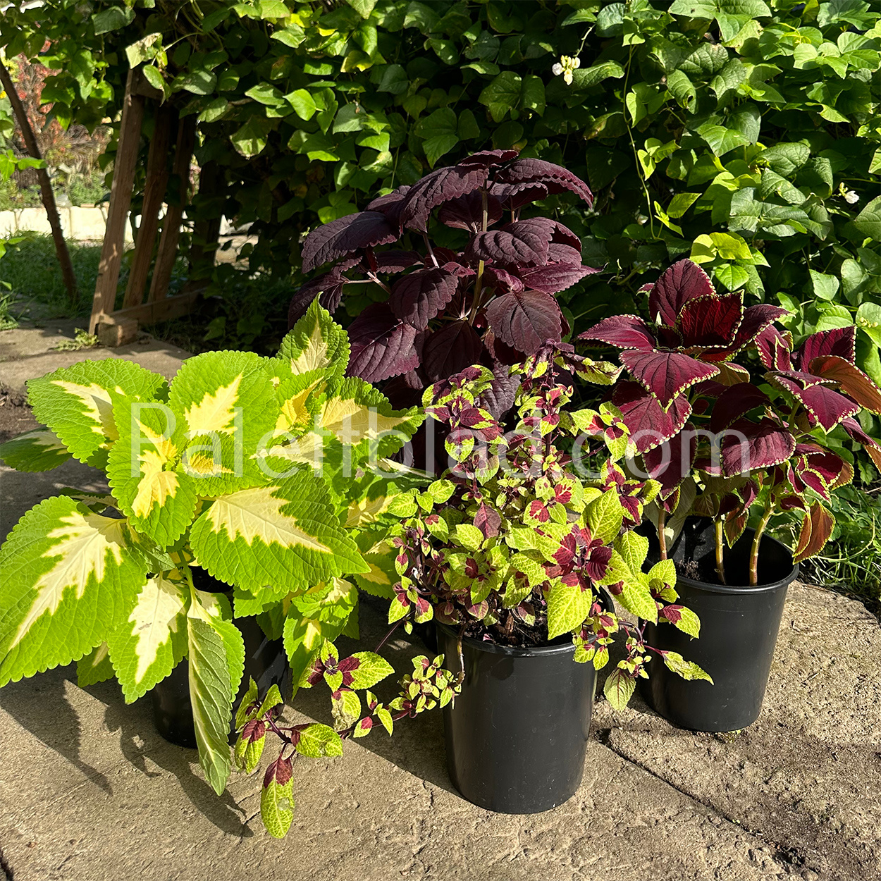 Well-kept coleus plants in many colors