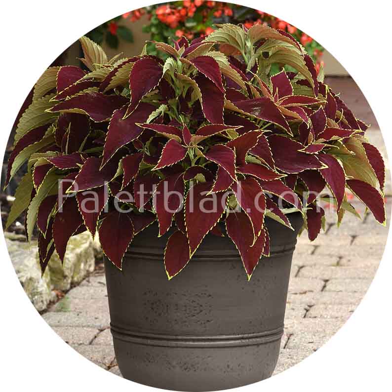 5 frø Paletblad Premium Sun Ruby Heart