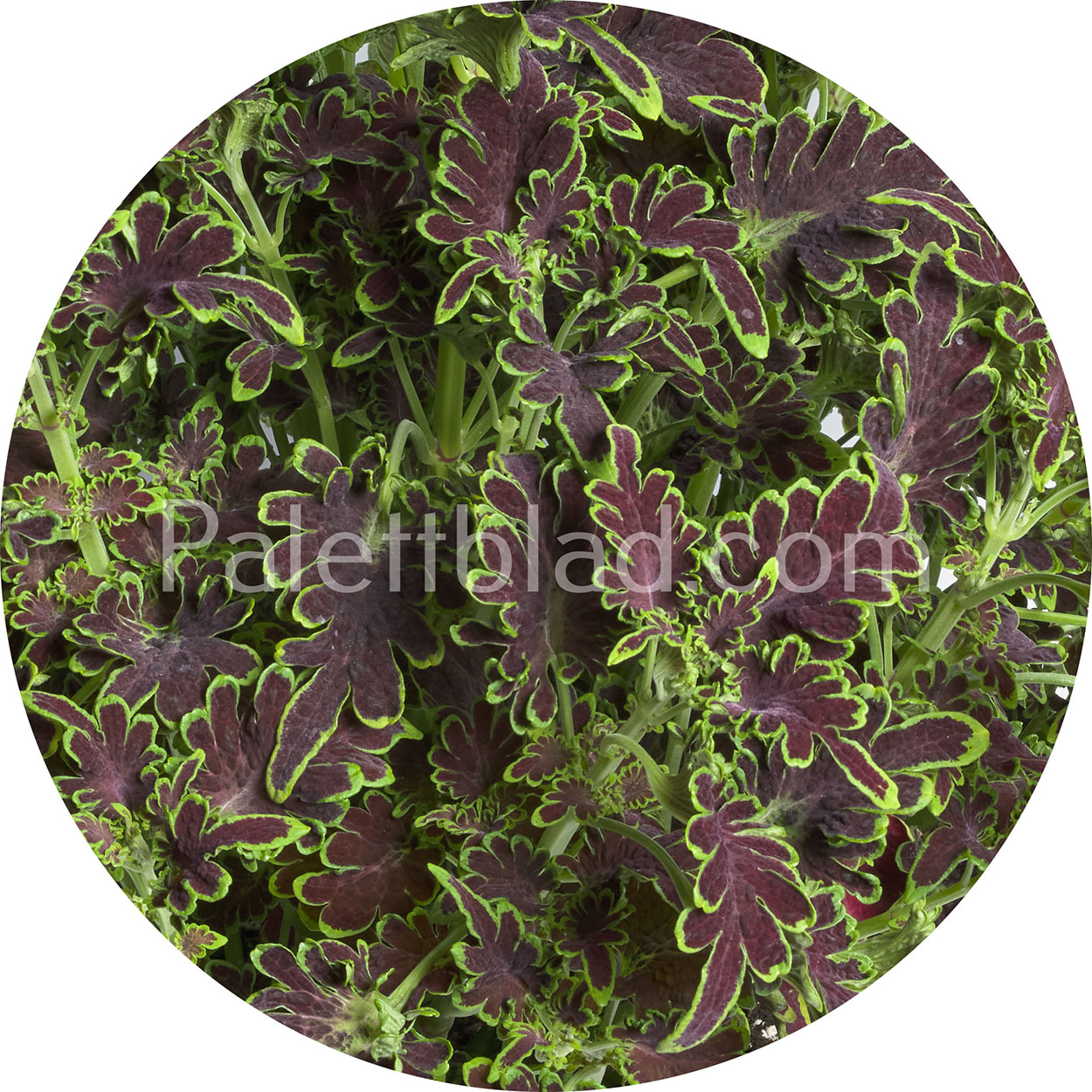 10 frø Paletblad Colocha Chocolate Green