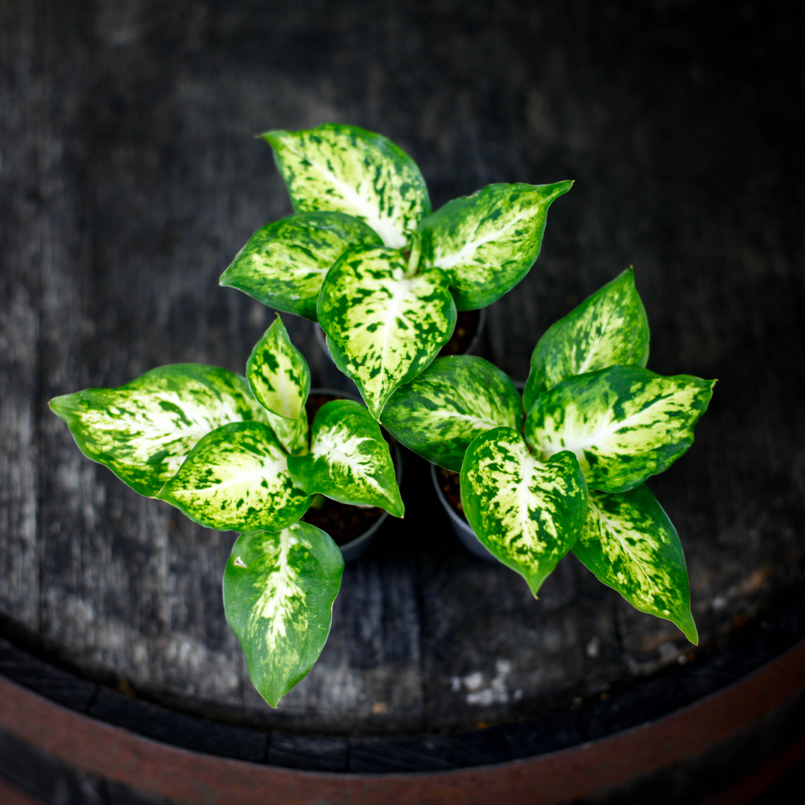 Dieffenbachia Amy prickblad som krukväxt