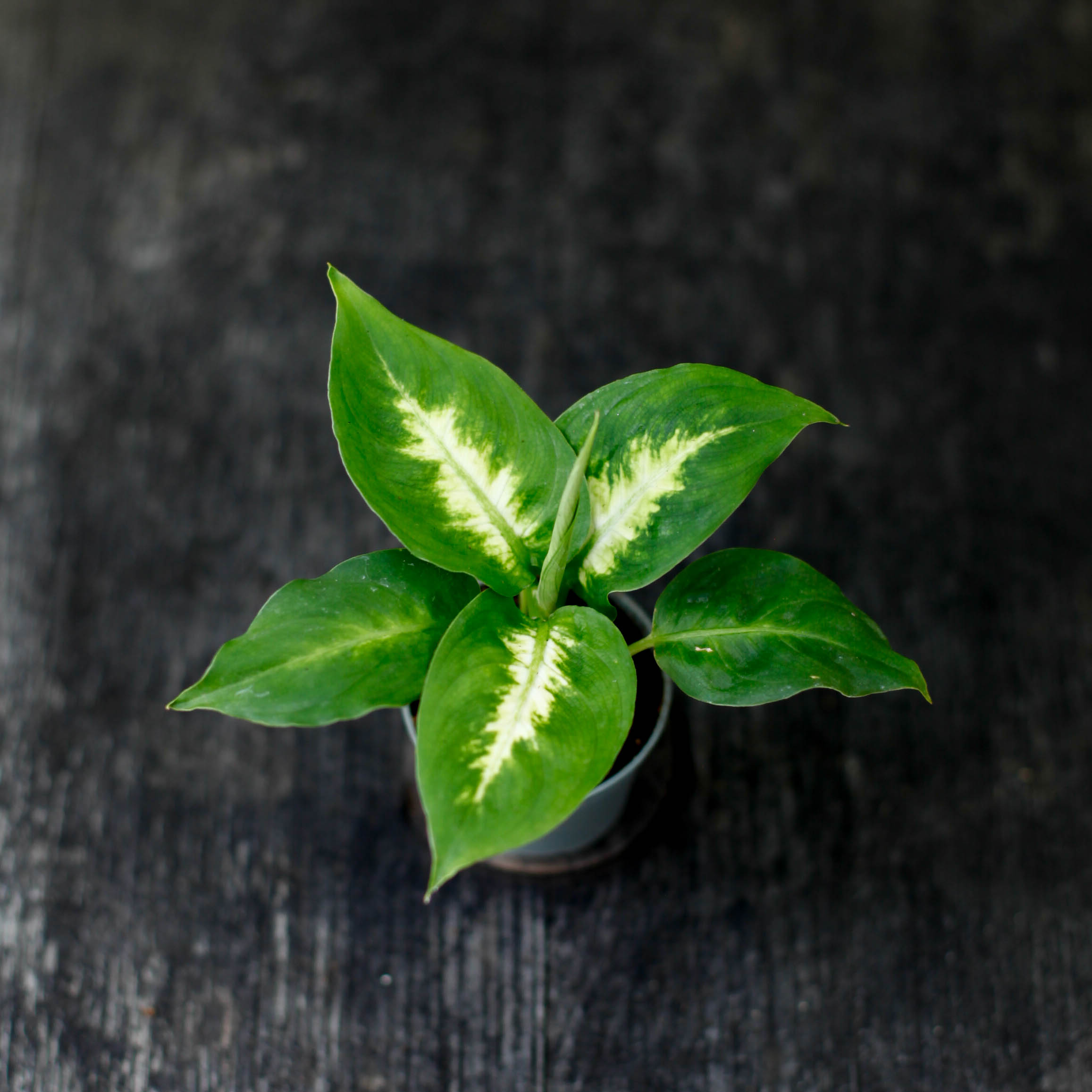 Dieffenbachia Camilla med ljusa mönstrade blad