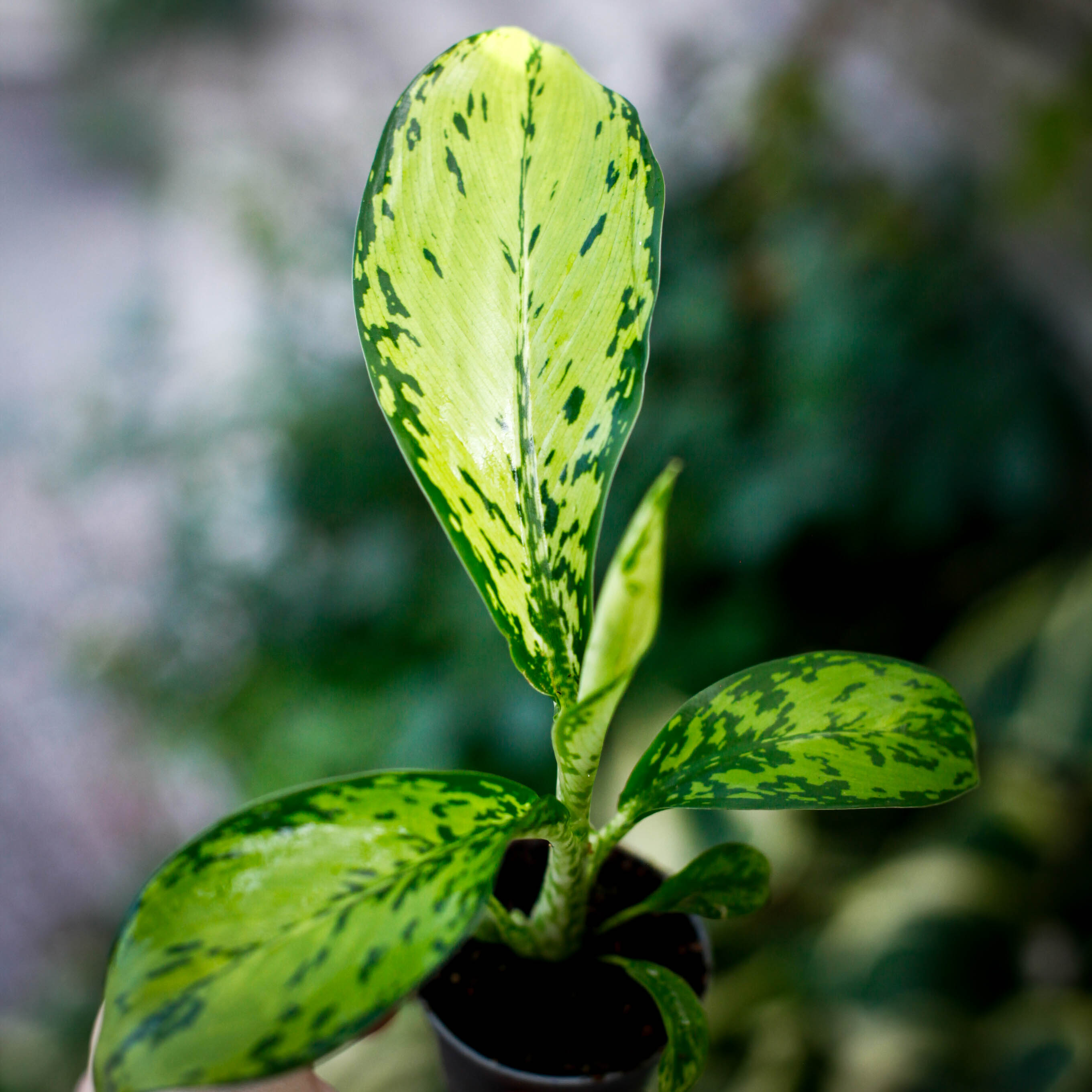 Dieffenbachia Crocodile