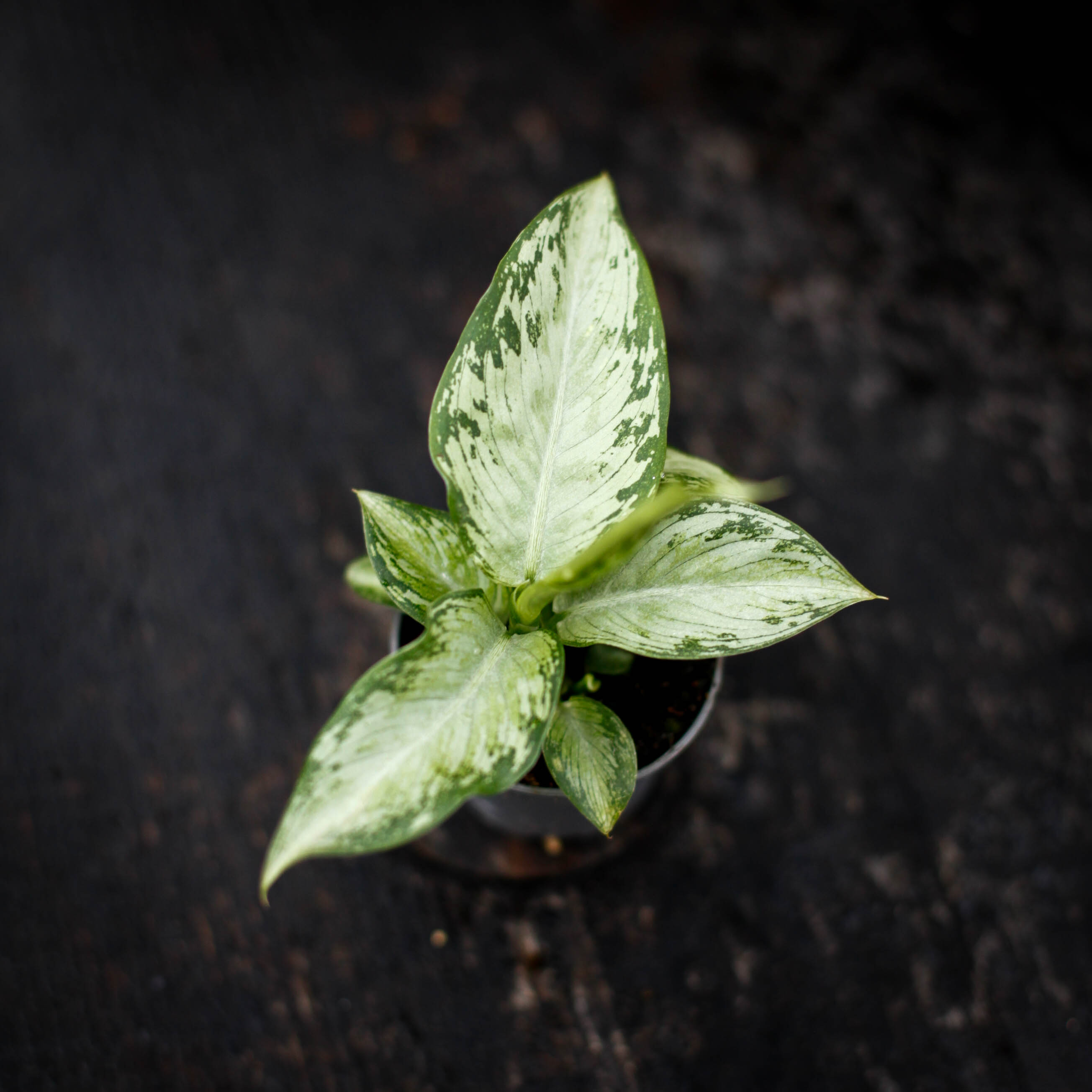 Dieffenbachia Snow prickblad