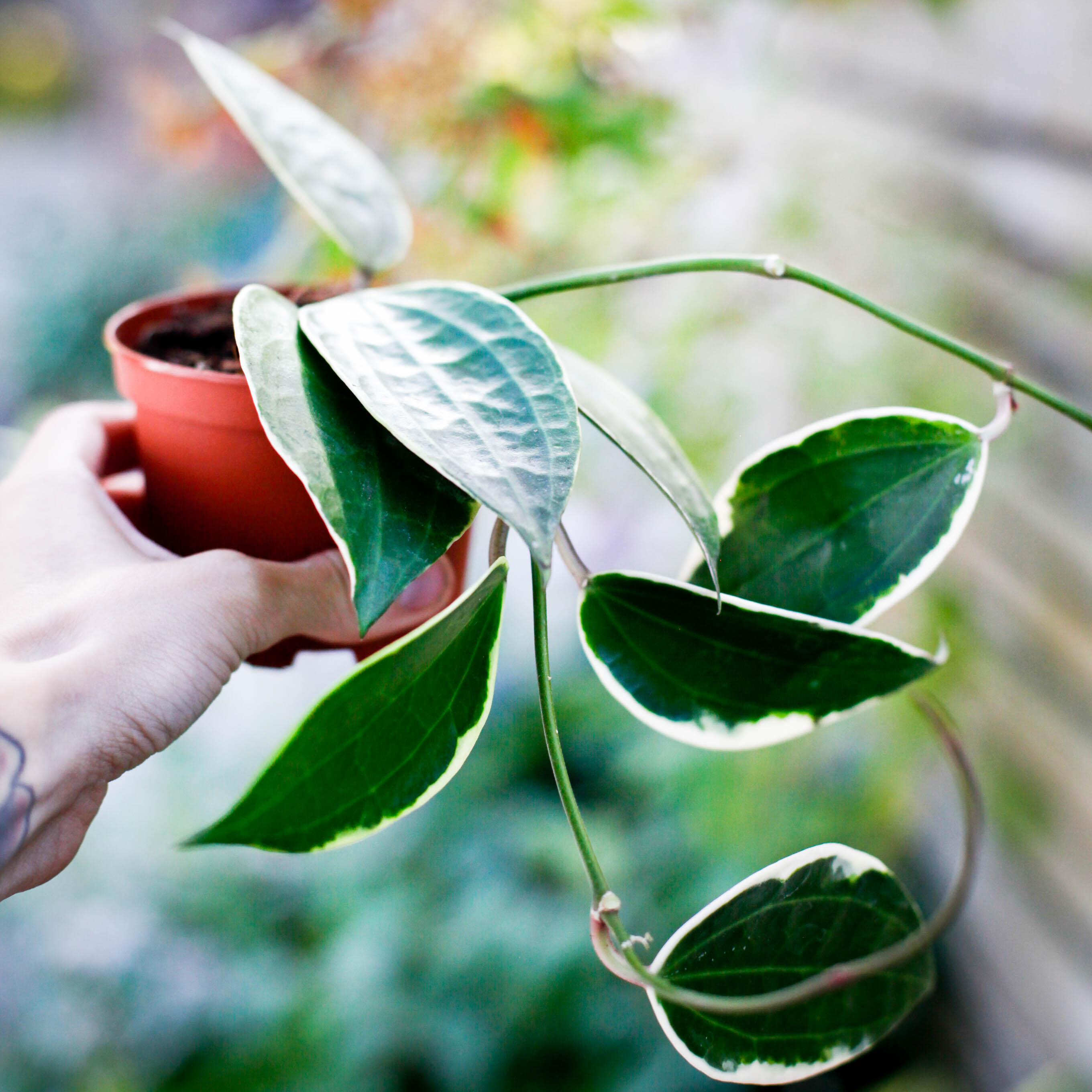 Hoya latifolia 'Albomarginata' 9 cm