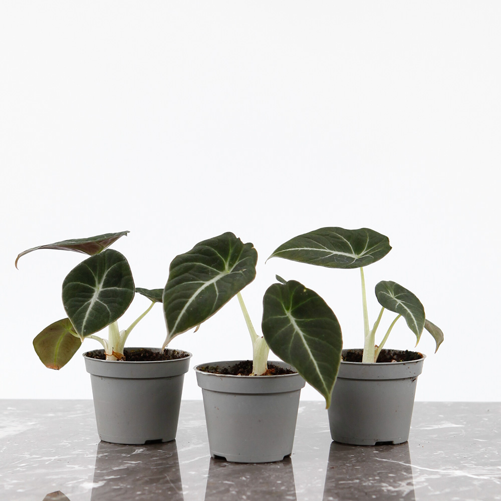 alocasia black velvet v&auml;xt