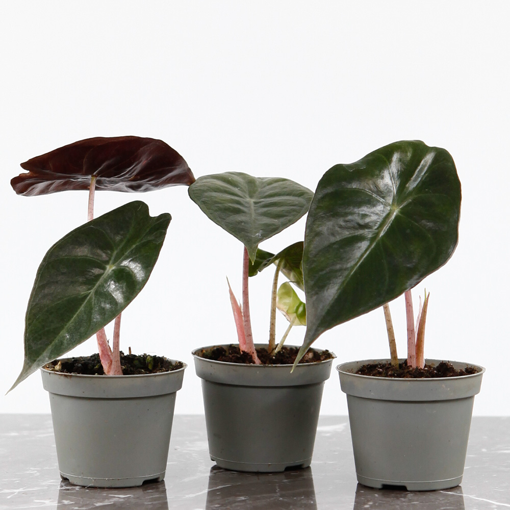 alocasia pink dragon krukv&auml;xt