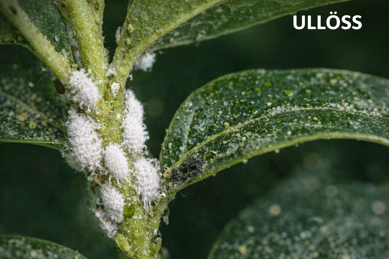 Ullöss på krukväxt med vita bomullsliknande klumpar på stjälk