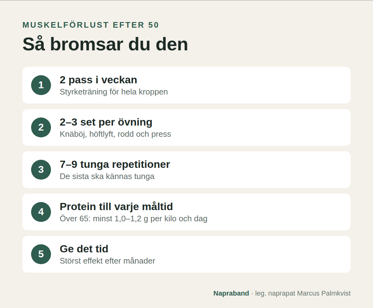 Så bromsar du muskelförlust: styrketräning två gånger i veckan, två till tre set om sju till nio tunga repetitioner, protein till varje måltid och ge det tid