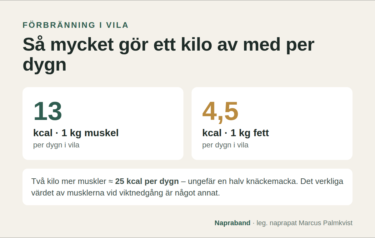 Ett kilo muskel förbränner cirka 13 kcal per dygn i vila och ett kilo fett cirka 4,5 kcal. Två kilo mer muskler ger runt 25 kcal per dygn