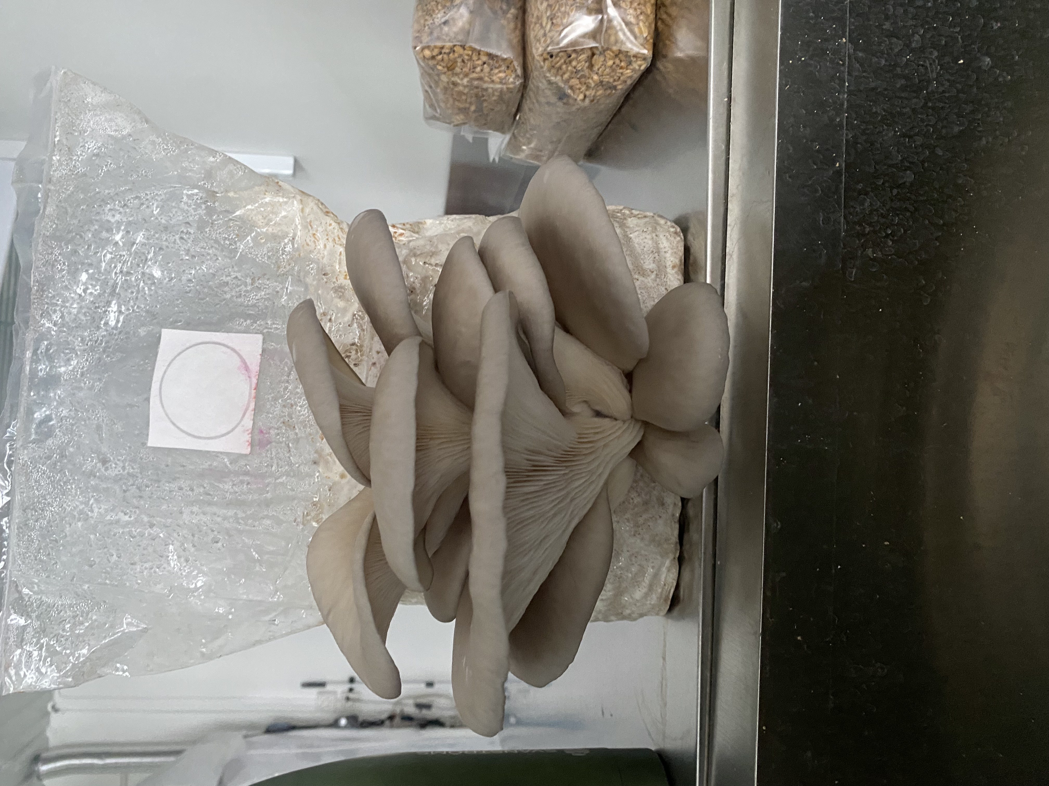Bild från Svampfabrikens svampodling
