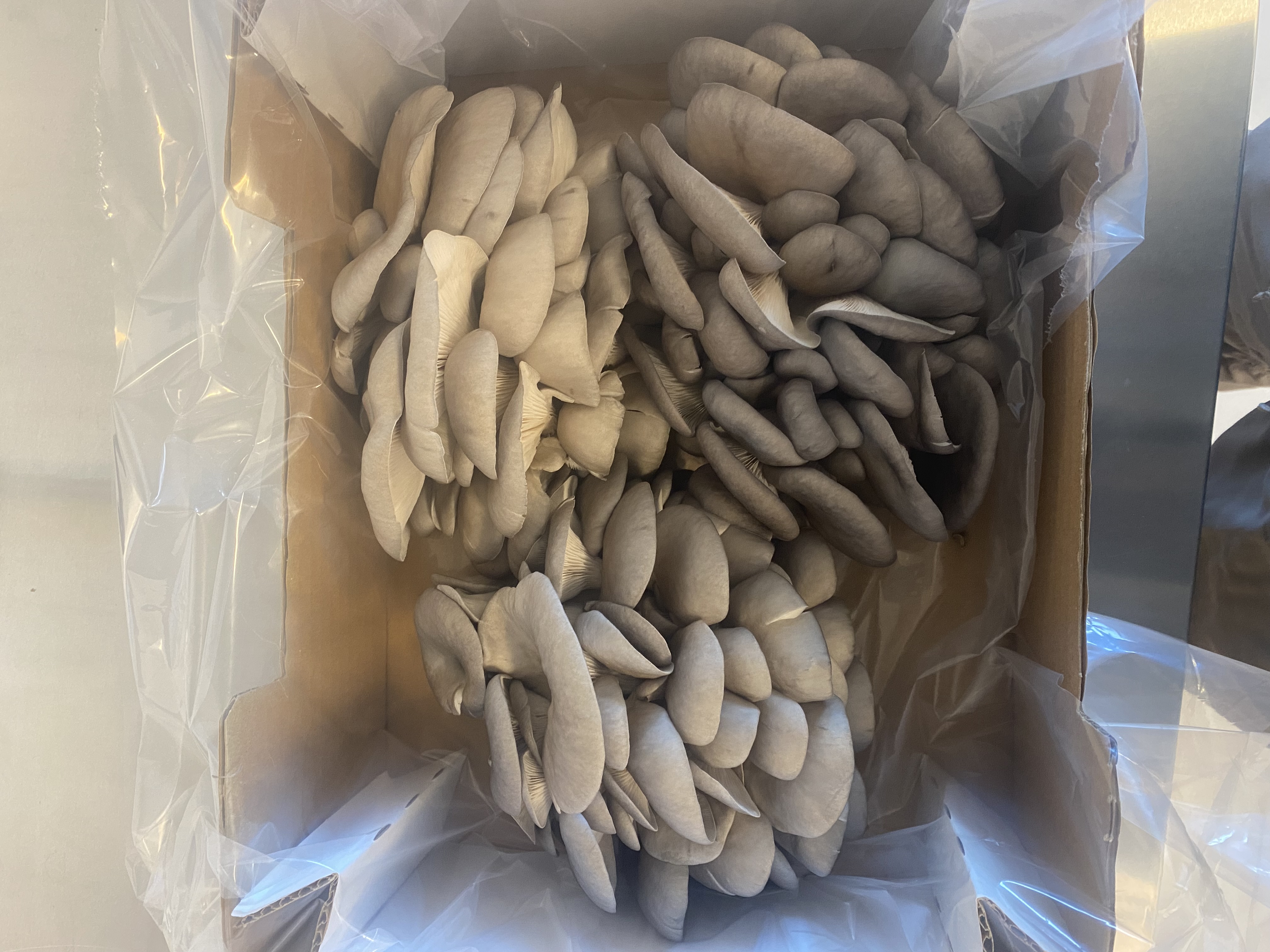 Bild från Svampfabrikens produktion