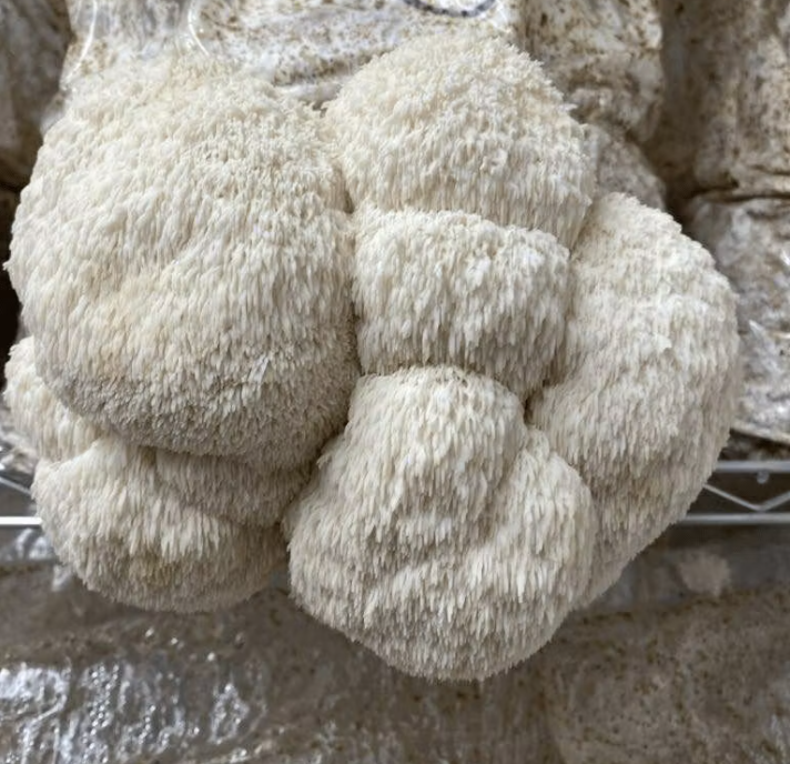 Svampodling Igelkottaggsvamp Stor 5kg