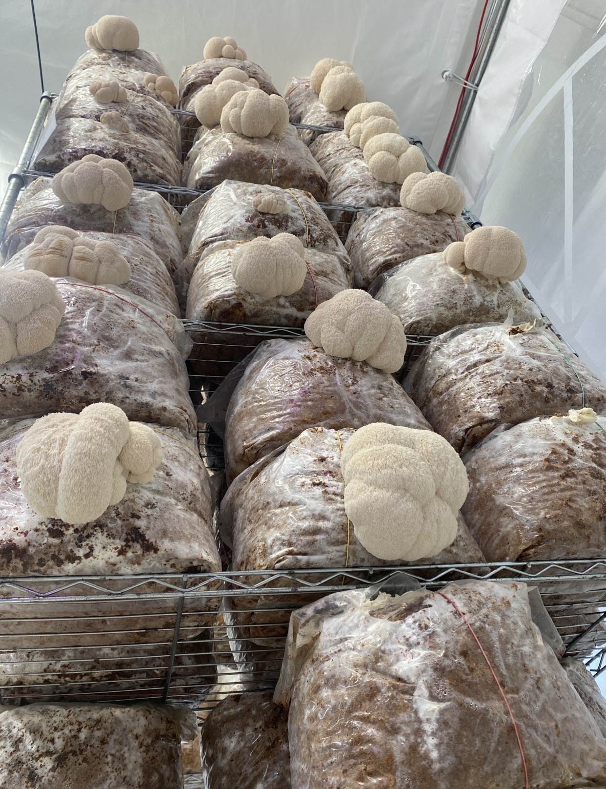 Lion's Mane i SvampFabrikens odling